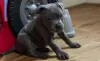 Photo №3. Beaux chiots Staffordshire bull terrier. Irlande