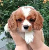 Photo №1. cavalier king charles spaniel - à vendre en ville de Чита | 1232€ | Annonce №69410