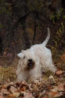 Photo №3. Chiots Wheaten Terrier irlandais à poil doux.. Fédération de Russie