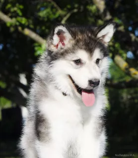 Photo №3. Chiots colorés de Malamute d'Alaska. Fédération de Russie