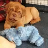 Photo №1. dogue de bordeaux - à vendre en ville de Roosendaal | 600€ | Annonce №79977