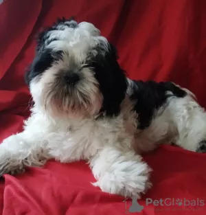 Photo №4. Je vais vendre shih tzu en ville de Ворзель. annonce privée - prix - 309€