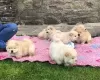 Photo №1. chow-chow - à vendre en ville de Pori | Gratuit | Annonce №129439