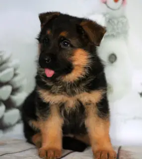 Photos supplémentaires: Chiot de berger allemand