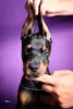 Photos supplémentaires: Chiots Dobermann