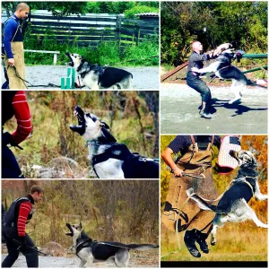 Photos supplémentaires: Chatterie de Legion East propose des chiots VEO