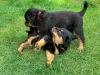 Photo №3. Beaux chiots Rottweiler. USA