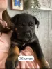 Photo №2 de l'annonce № 97087 de la vente rottweiler - acheter à Fédération de Russie annonce privée