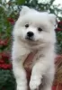 Photo №3. Chiots Spitz japonais. Ukraine