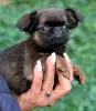 Photos supplémentaires: Chiots mâles Griffon de Bruxelles à vendre