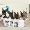 Photo №1. bouledogue - à vendre en ville de Nivala | Gratuit | Annonce №127889