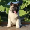 Photo №1. akita (chien) - à vendre en ville de Äkäslompolo | 350€ | Annonce №84213