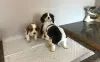 Photo №1. cavalier king charles spaniel - à vendre en ville de Дортмунд | Gratuit | Annonce №123636