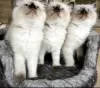 Photo №4. Je vais vendre ragdoll en ville de Kansas City. annonce privée - prix - 284€