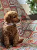 Photos supplémentaires: Chiots caniches jouets