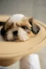 Photos supplémentaires: Achetez un chiot shih tzu à Kiev.