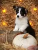 Photo №1. welsh corgi - à vendre en ville de Volgodonsk | négocié | Annonce №86682