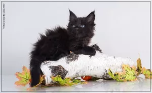 Photo №4. Je vais vendre maine coon en ville de Omsk. annonce privée - prix - négocié