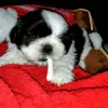 Photo №1. shih tzu - à vendre en ville de Richmond | négocié | Annonce №42912