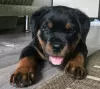 Photo №1. rottweiler - à vendre en ville de Vilnius | négocié | Annonce №56783