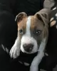 Photo №2 de l'annonce № 111326 de la vente american staffordshire terrier - acheter à Slovaquie annonce privée