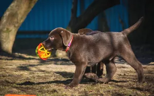 Photos supplémentaires: Adorables chiots du Labrador