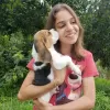 Photo №4. Je vais vendre beagle en ville de Düsseldorf. annonce privée - prix - 422€