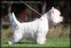 Photos supplémentaires: Un élevage propose des chiots West Highland White Terrier