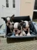 Photos supplémentaires: Chiots Boston Terrier à vendre