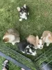 Photo №3. Chiots Welsh Corgi Pembroke à vendre. Allemagne