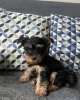 Photo №2 de l'annonce № 74200 de la vente yorkshire terrier - acheter à Allemagne annonce privée