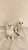 Photo №1. scottish fold - à vendre en ville de Daugavpils | négocié | Annonce № 69530