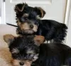 Photo №2 de l'annonce № 80049 de la vente yorkshire terrier - acheter à Australie annonce privée