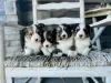 Photo №3. adorables chiots corgi. USA