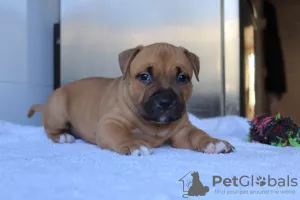 Photos supplémentaires: American Bully Puppies