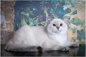 Photo №2 de l'annonce № 3346 de la vente british shorthair - acheter à Fédération de Russie de la fourrière