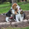 Photos supplémentaires: chiots beagle