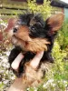 Photos supplémentaires: Les chiots Yorkie au visage de bébé sont complètement prêts à partir.