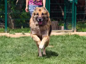 Photo №3. Le chien de Nika est un petit rire assez gros Don, Moscou. Fédération de Russie