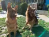 Photos supplémentaires: Foie des chiots berger allemand