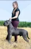 Photo №3. Chiots Cane Corso. Serbie