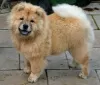 Photo №3. chiots chow chow à adopter. Allemagne