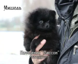 Photos supplémentaires: Beau chiot d'un spitz de Poméranie. Fille noire