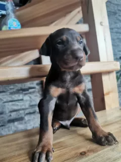 Photo №4. Je vais vendre dobermann en ville de Anapa. éleveur - prix - 430€