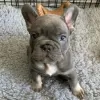 Photo №1. bouledogue - à vendre en ville de Ołomuniec | 500€ | Annonce №123693