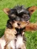 Photos supplémentaires: Chiot Yorkie au visage de bébé