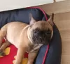 Photo №1. bouledogue - à vendre en ville de Сало | 1500€ | Annonce №45916