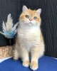 Photo №4. Je vais vendre british shorthair en ville de Kiev. de la fourrière - prix - 663€