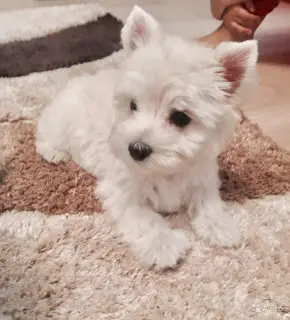 Photo №1. west highland white terrier - à vendre en ville de Minsk | 451€ | Annonce №331