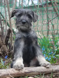 Photo №1. schnauzer moyen - à vendre en ville de Moscou | 425€ | Annonce №2006